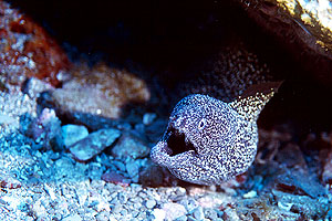 spotted-moray.jpg (40031 bytes)