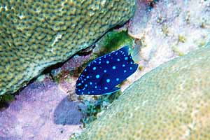 My favorite fish in the sea, the juvenile yellowtail damselfish.