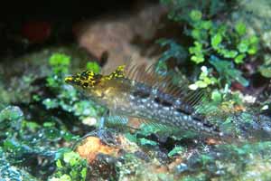 Diamond Blenny