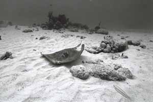 Stingray City