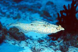 flounder.jpg (14737 bytes)