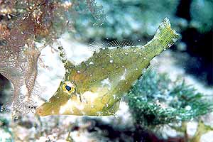 slender-filefish.jpg (21404 bytes)