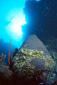 coral-cone.jpg (22786 bytes)