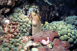 spotmoray.jpg (42622 bytes)