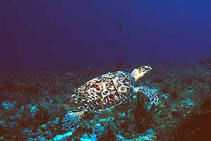 turtle.jpg (13531 bytes)